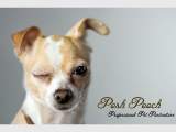 Posh Pooch Pet Photography