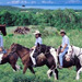 Half Day Horse Riding Tour