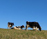 Atherton Tablelands 