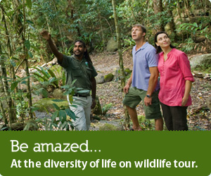 Cairns Wildlife Tour