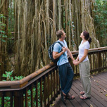 Curtain Tree Fig