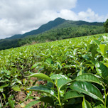Daintree Tea Tree Plantation