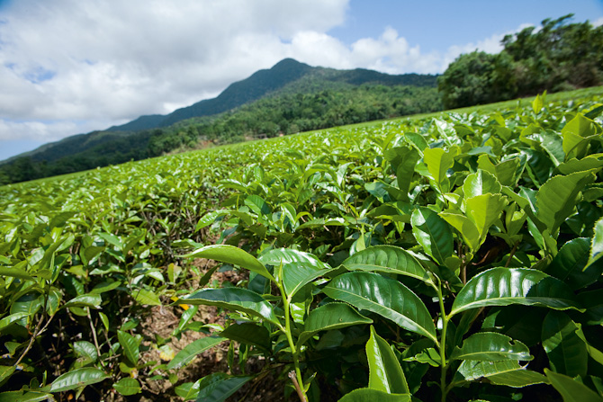 Daintree Tea Tree Plantation