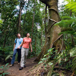 Ellinjaa Falls Rainforest
