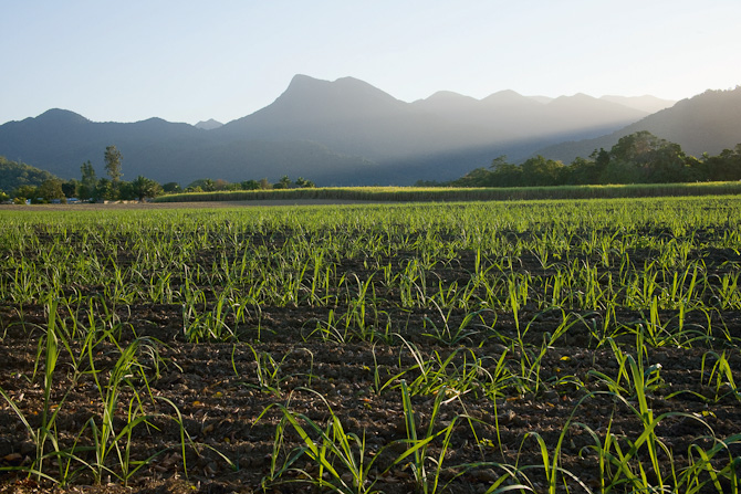 Growing Sugar Cane in Mossman